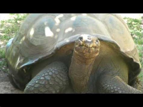  The Talking Tortoise! A 9th Century Ethiopian Folk Tale Exploring Wisdom and Patience